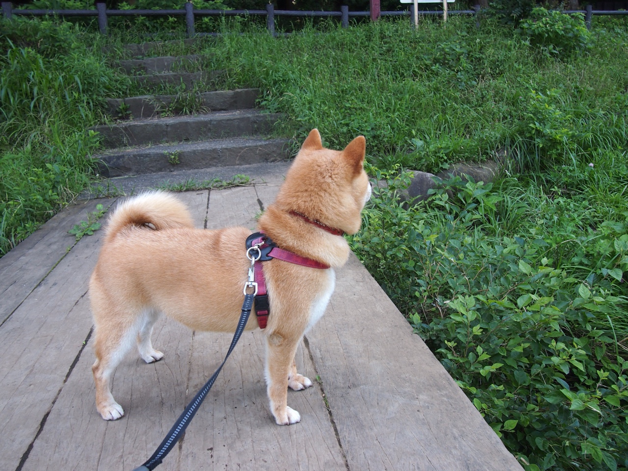 跨界奇才论，从伦纳德欧冠接管，到收割凯尔特人的竞技哲学