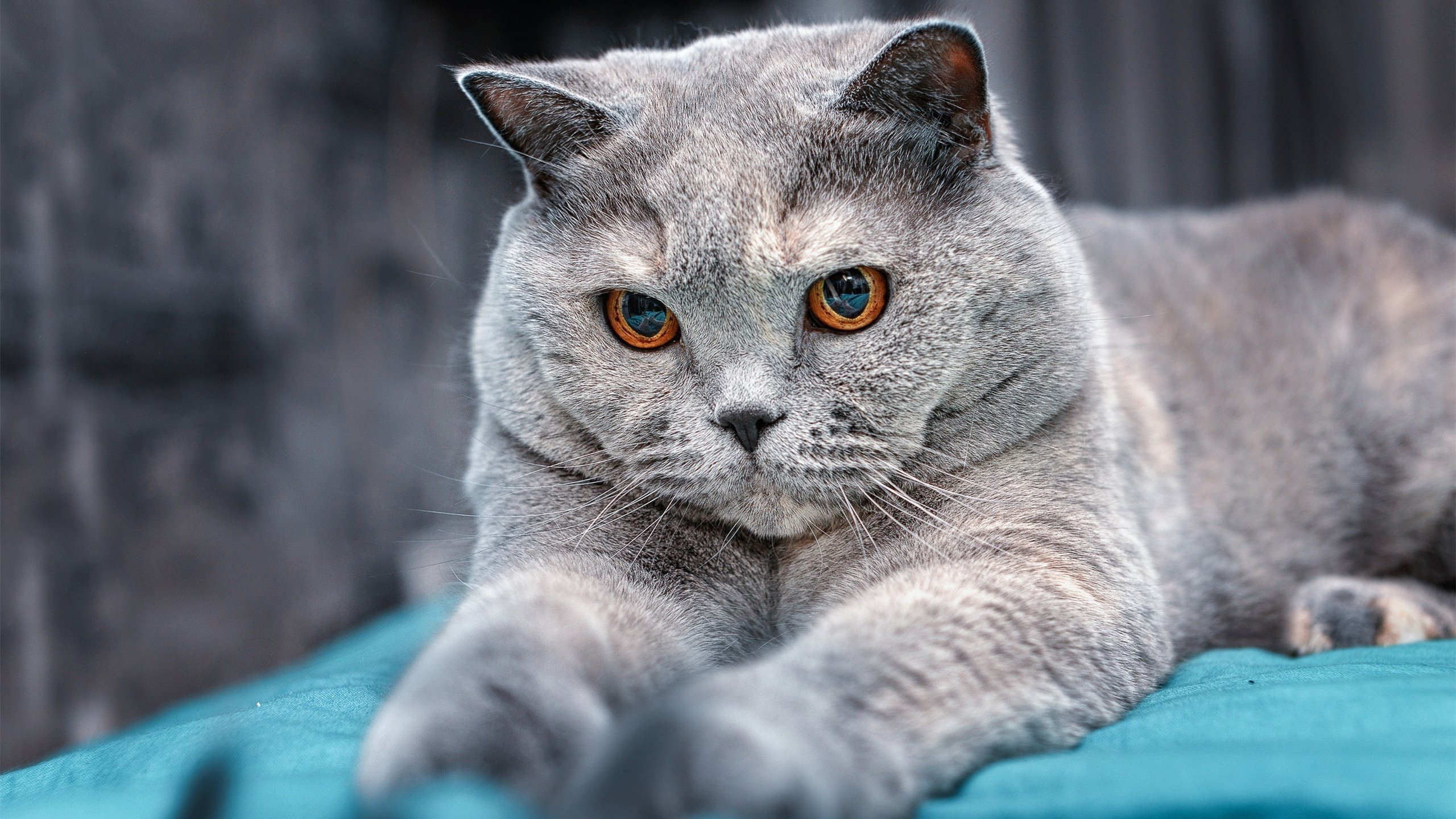 里程碑之夜，伦纳德生涯新高，活塞加时险胜魔术