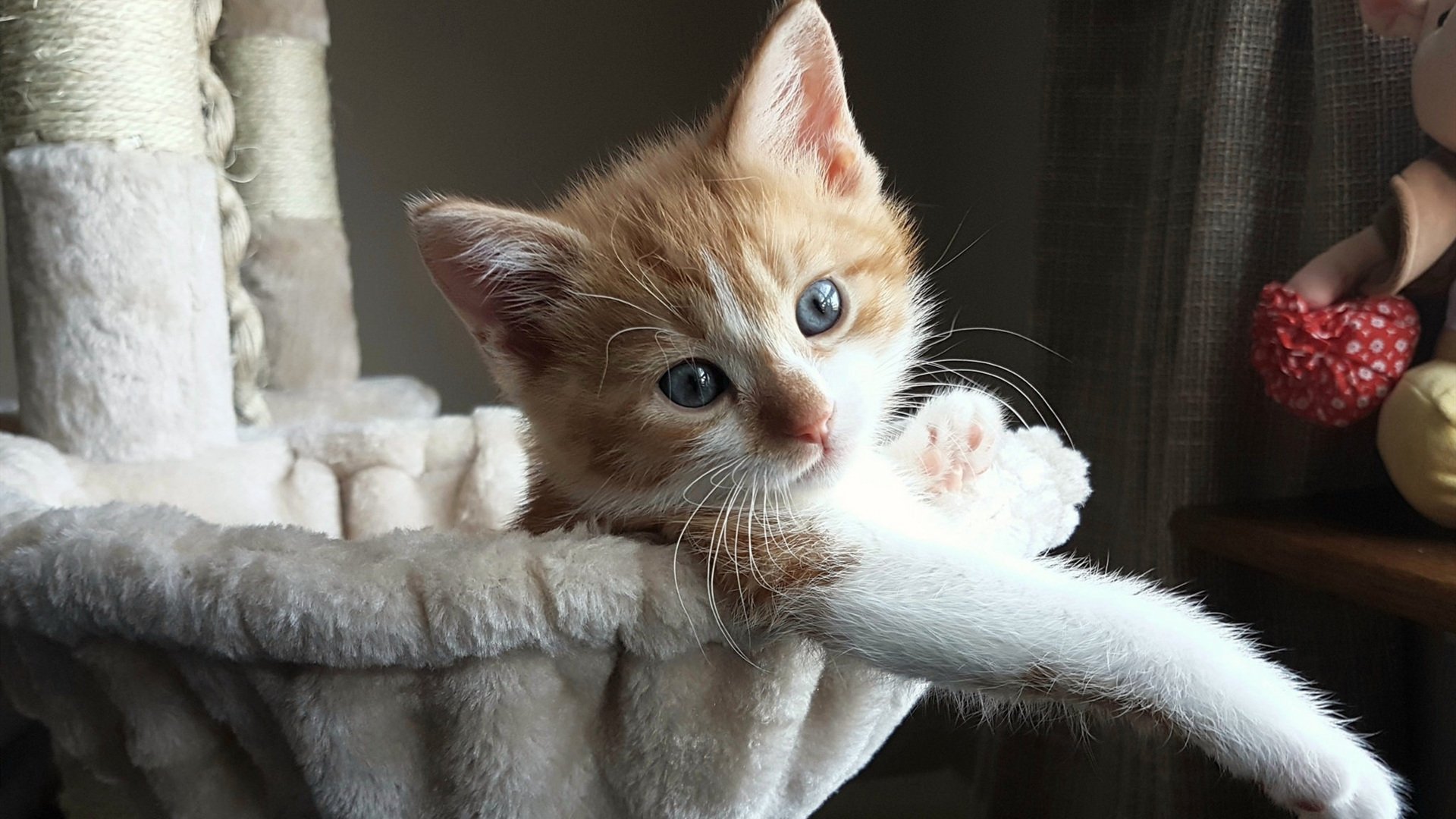 德布劳内,美加墨世界杯之夜的心脏,一人节奏定义全队命运